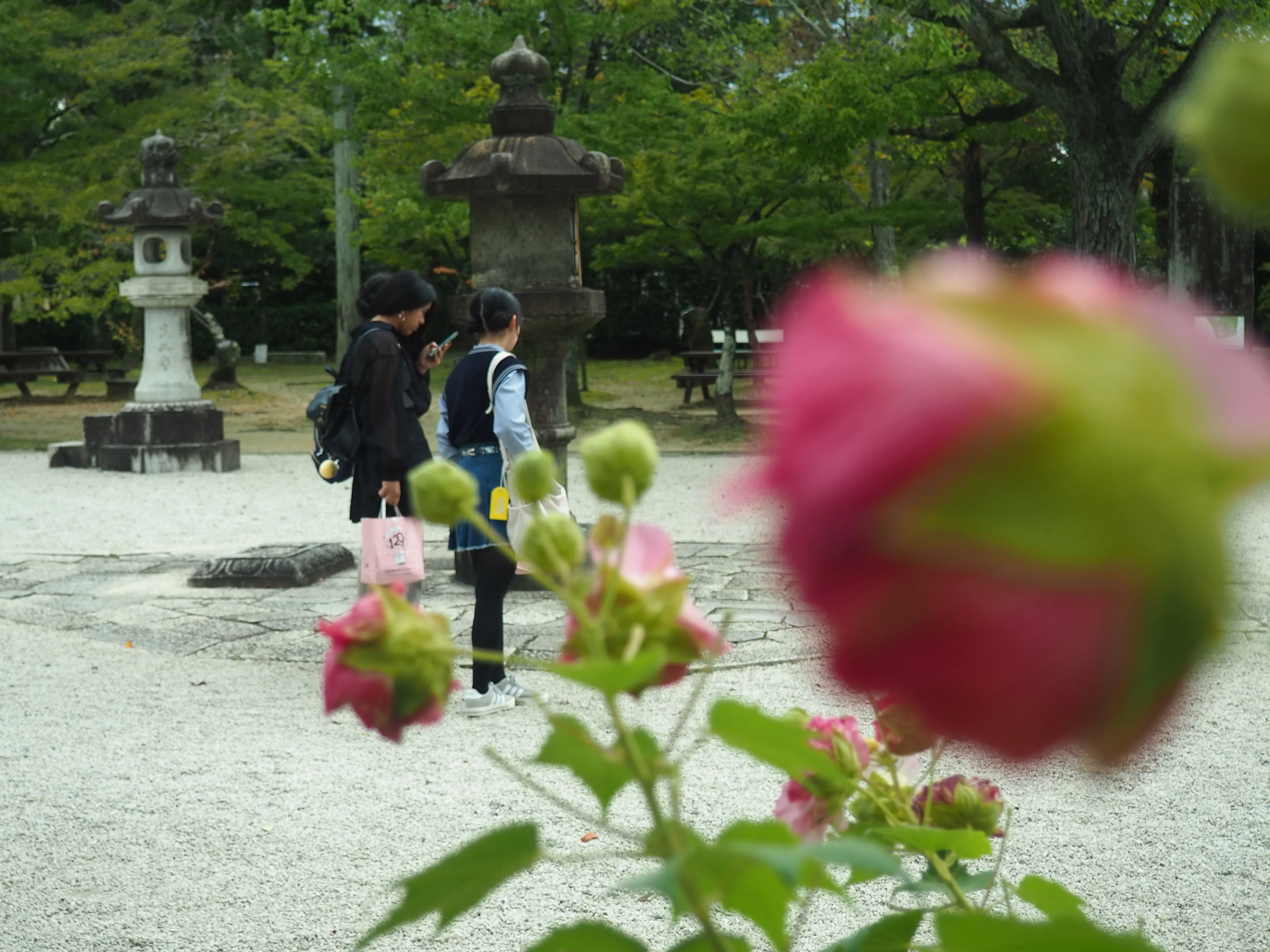 花の向こうに